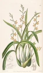 Prosthechea ochracea (som syn. Epidendrum ochraceum)